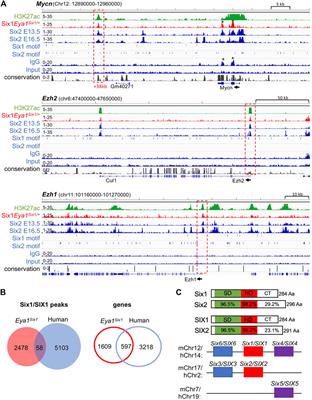 Six1 and Six2 of the Sine Oculis Homeobox Subfamily are Not Functionally Interchangeable in Mouse Nephron Formation